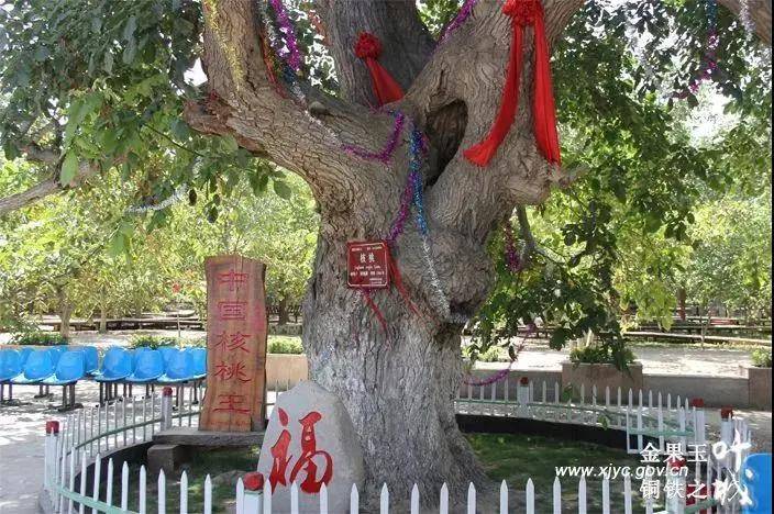 到核桃七仙园一睹最古老的核桃树群 在素有"中国核桃王"之称的树下