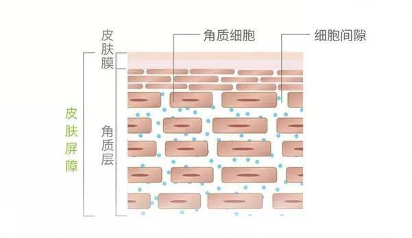 从而加固皮肤表层的"砖墙结构",保护皮肤屏障,以至它们被称为"修护