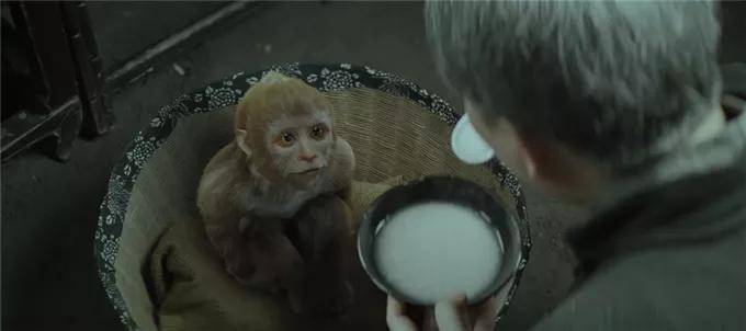 其实本片可以叫 《大马猴儿报恩记》,传说中报复心极强的它,反而是全