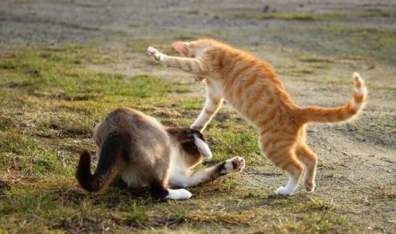 原创猫咪吹响了进攻的号角打架前的热身太搞笑了