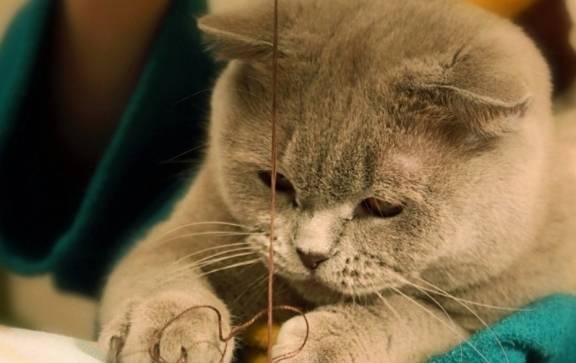原创猫咪也会孤独抑郁,我们的很多行为,都会影响到它们