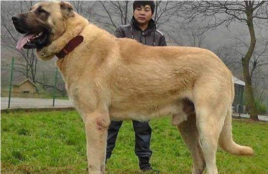 3种世界有名的巨型犬,战斗力都非常强大,拥有一条就是