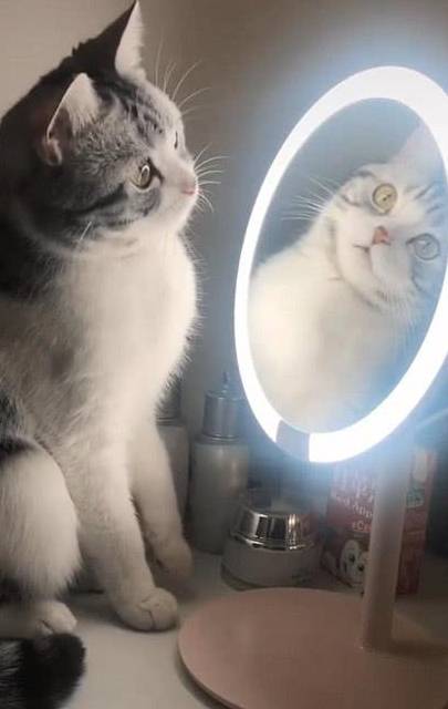 原创猫咪第一次见到化妆镜,好奇的模样使主人哭笑不得,网友:好可爱
