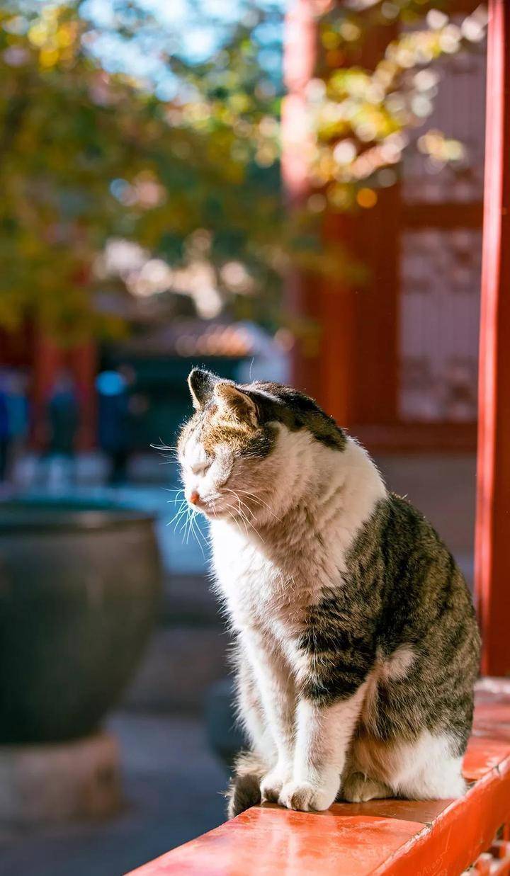 巨型猫成网红拍猫达人教你在故宫看毛茸茸的真御猫