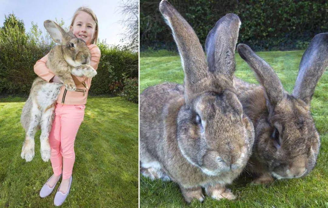 花花公子兔女郎的宠物被盗:世界各地巨型兔子高清照片