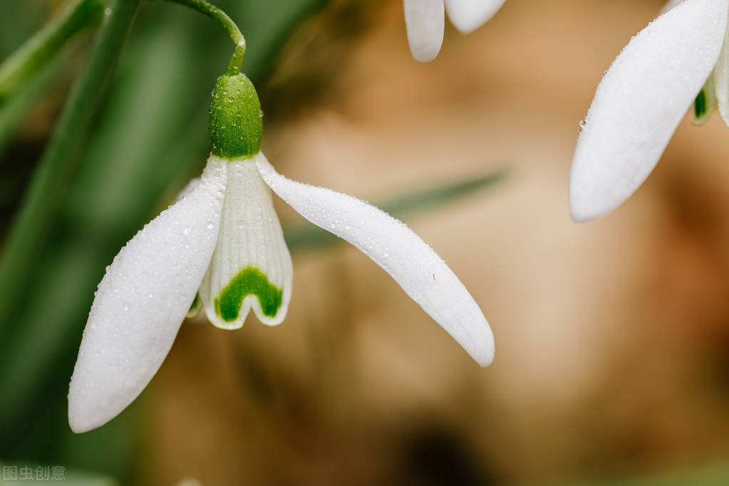 有落梅纷纷,有海棠着雨,有梨花似雪,有柳花轻飞,有芍药含泪