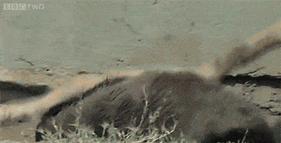 除了鸟类昆虫和小型哺乳动物,它们对蛇毒免疫,蛇当然是美味佳肴了.