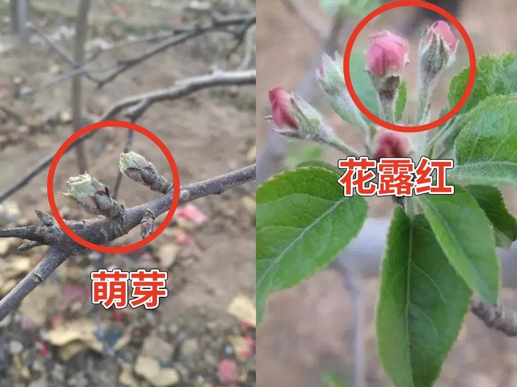 果树花芽分化