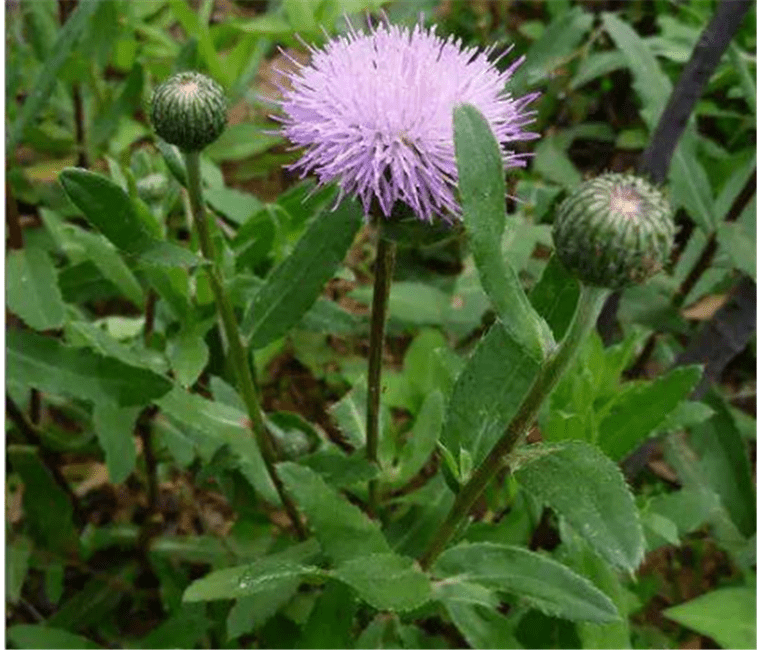 原创野外1常见草药,因会刺痛皮肤,常被当害草除掉,殊不知纯属浪费