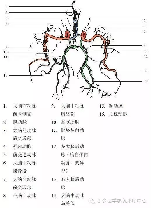脑血管解剖图谱详细标注脑梗死责任血管判定