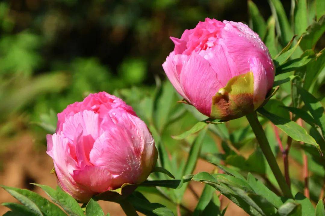 洛阳晚花牡丹园——鸡冠洞高山牡丹园