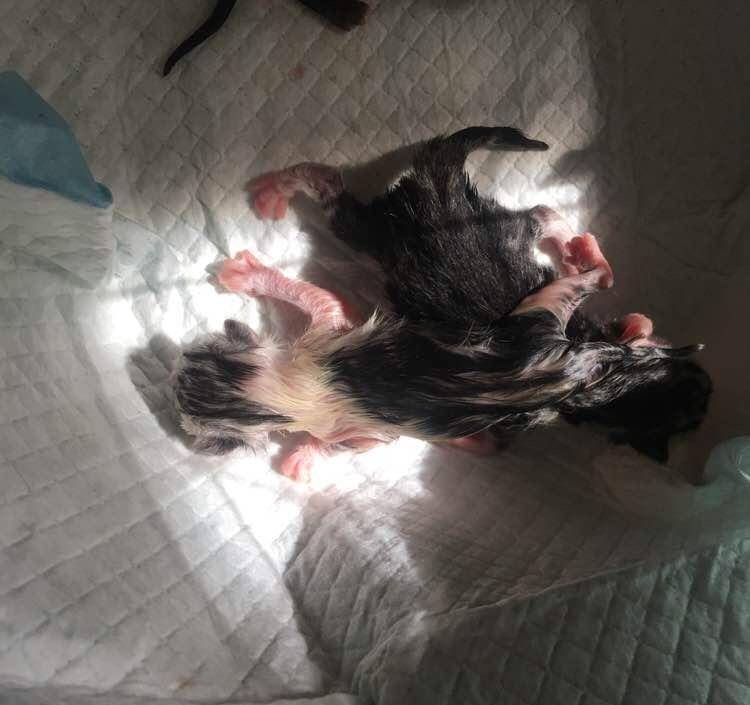两只美短猫生下一只全黑喵猫爸咋看着有点儿扎心呢