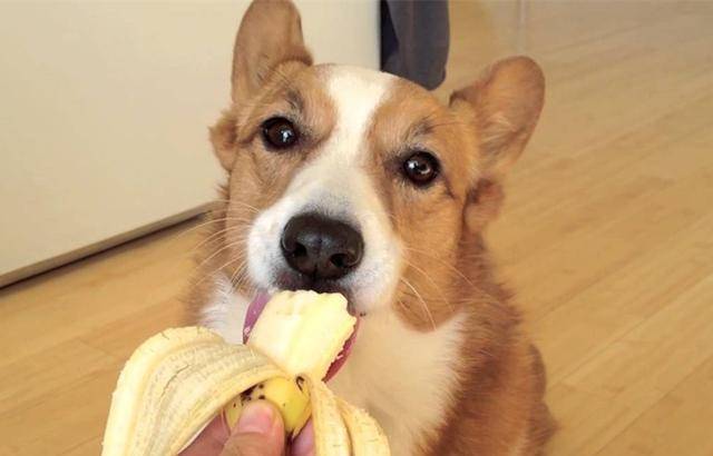 世代传闻香蕉能治便秘,对狗狗也适用吗?主人要注意其中差别