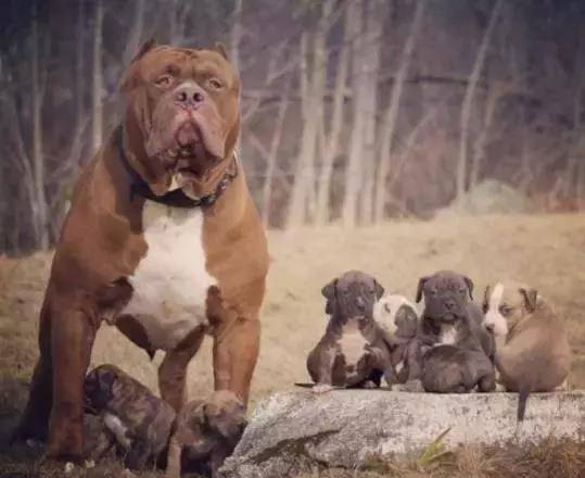 12公分 体重高达90kg,是全球最大的比特犬