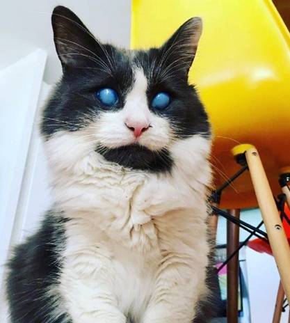 这猫咪眼睛像暴风女一样,是只很幸福的瞎猫,但猫眼失明并不炫酷