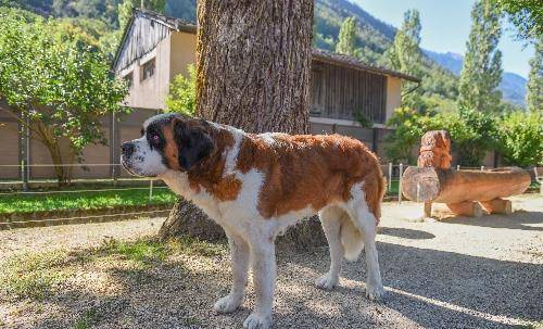 瑞士国宝圣伯纳犬是雪地救援好手有条狗曾救过41人的生命