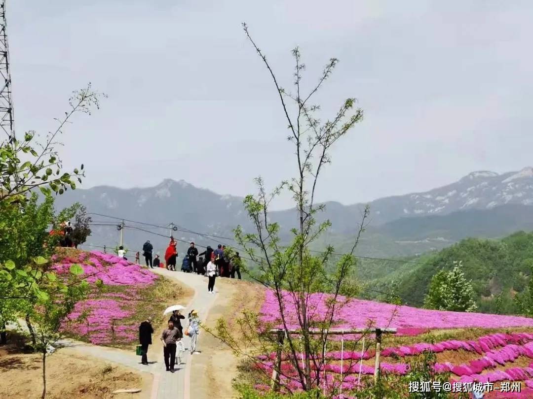 嵩县里仁花海:芝樱一开,这里就变成了童话