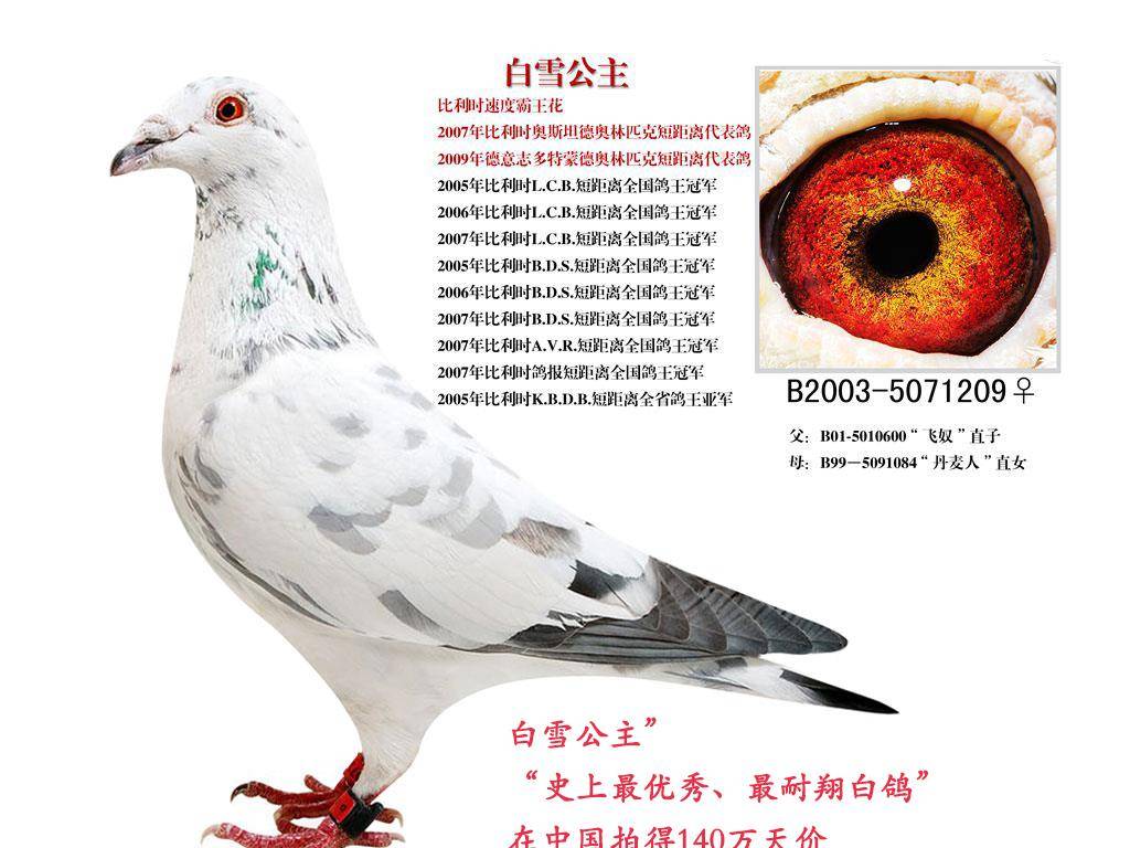 原创乔斯·托内的4羽世界级鸽,后代获超250项冠军,成功的基础!
