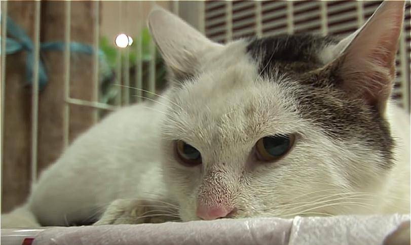 猫咪每日在山上"翘首盼望",为了等到主人,自己也吃成了肥猫