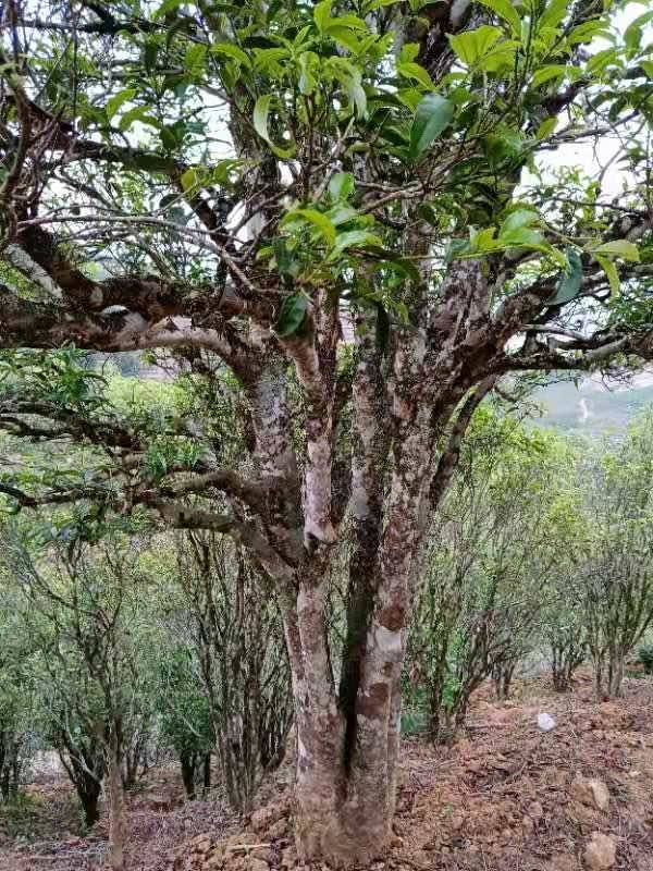 散文《潮州凤凰山上的古蕴》_茶树