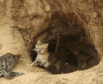 因为有猫妈子啊,但是看到这条大鱼突然冲了进来,也是很害怕的,被吓到