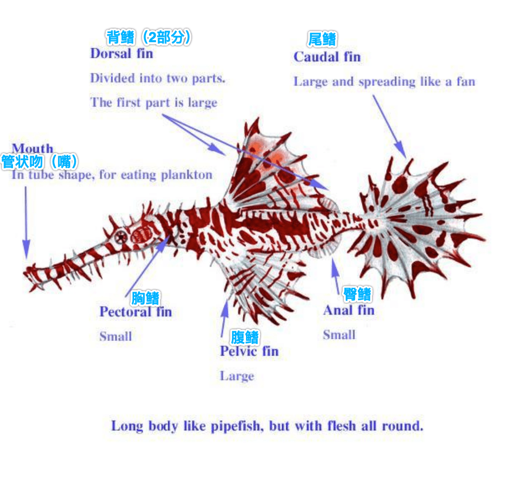 目order:海龙鱼目 syngnathiformes 科family:剃刀鱼科 solenostomid