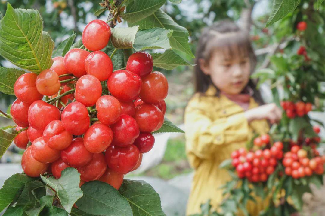 2021中国(临朐)大樱桃节,八条最新旅游路线等你来!