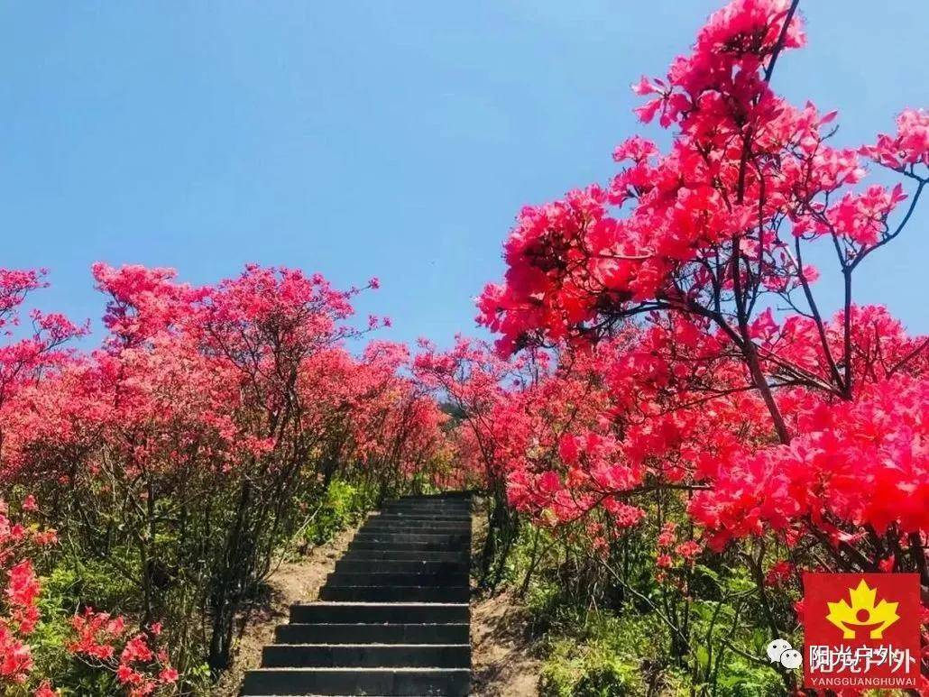 4月24日(周六)磐安十里杜鹃花海,高二村杜鹃花已经盛开!