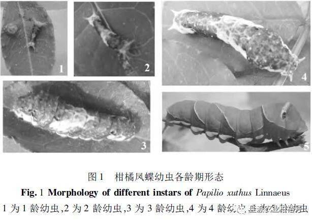 柑橘凤蝶防治——美丽背后的代价_幼虫