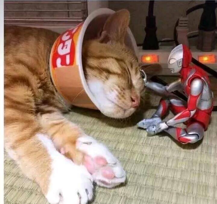 奥特曼不仅会打怪兽还会照顾猫呢!猫:你陪我小,我陪你