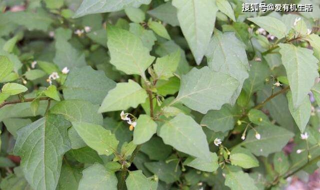 少花龙葵,别名白花菜,又叫苦菜,苦葵,为茄科一年生直立分支的草本植物
