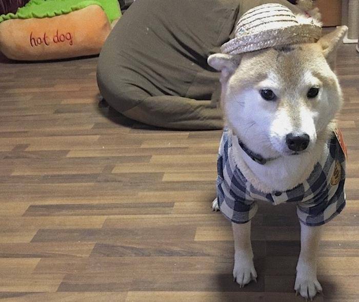网红柴犬拥有13万粉丝,犯了错也不怕被骂,因为长得太萌了