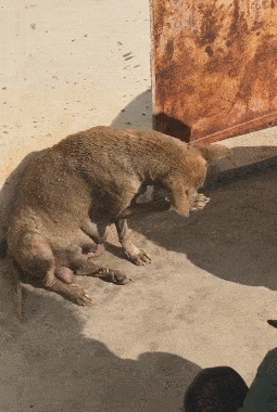 255_380 竖版 竖屏