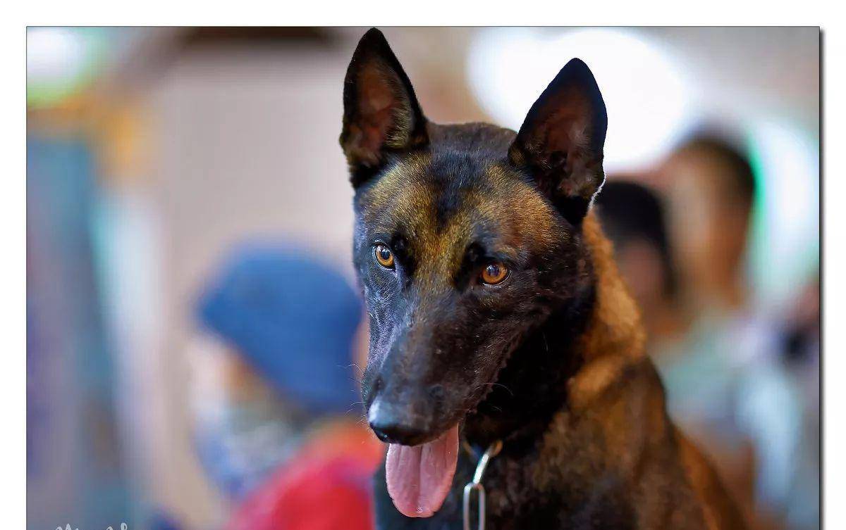 比利时马里努阿犬:超强执行力和弹跳力,军犬与警犬的最爱