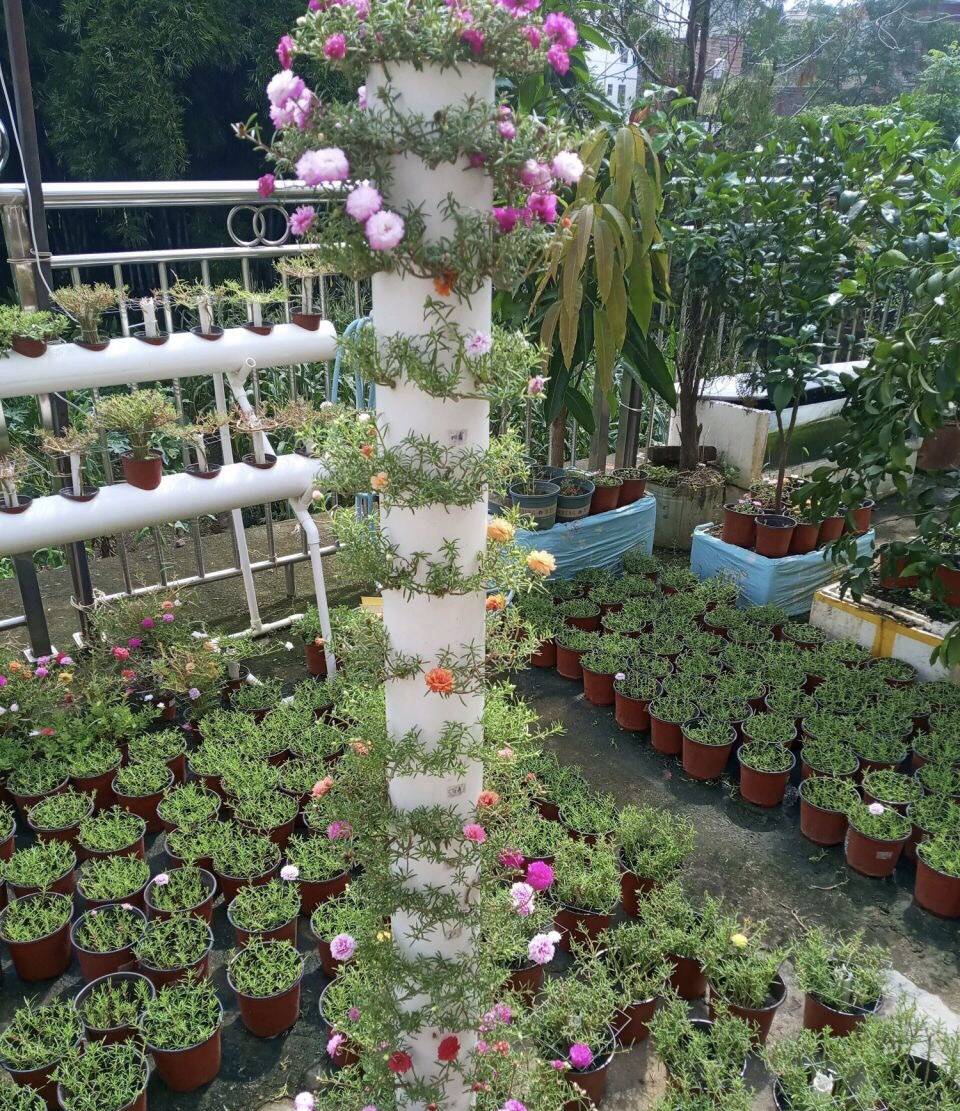 栽种好以后,把整个盆栽放在通风阴凉的地方,养护半个月左右,太阳花