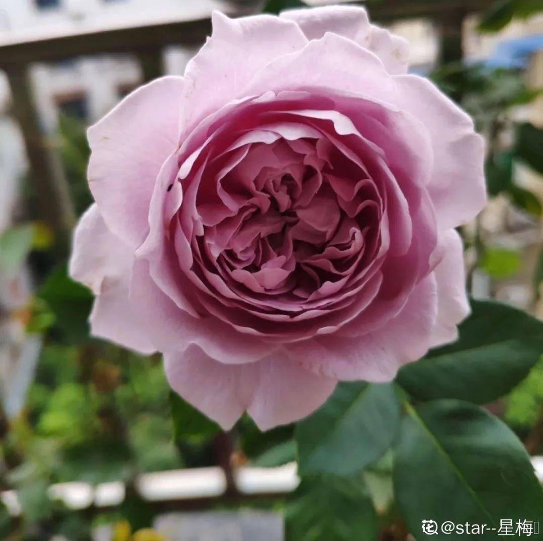 原创女人这辈子,一定要为自己,种一次月季!