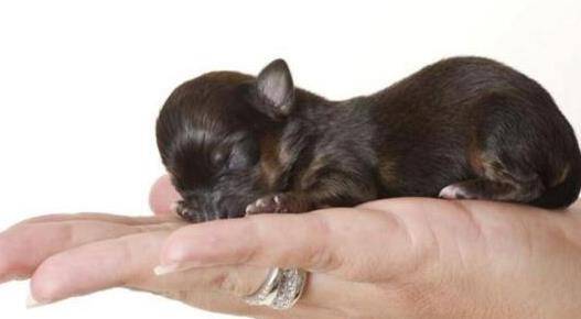 最新世界最小狗排行,最小只有茶杯大,袖珍狗(不到6厘米长)