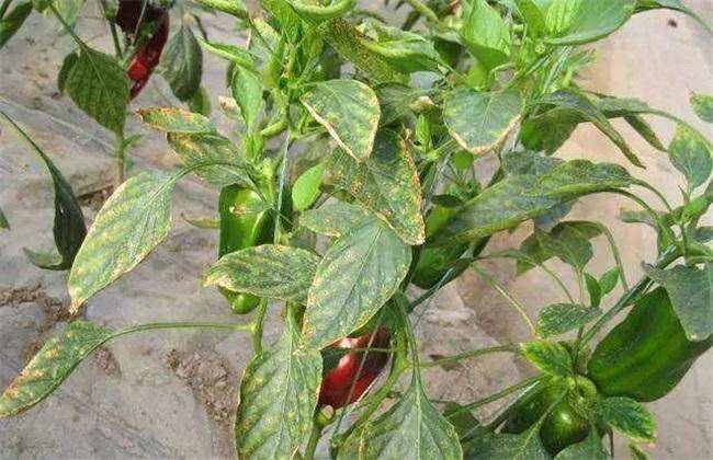 蔬菜也会缺钙,会导致品质降低,种植蔬菜补钙技巧要掌握