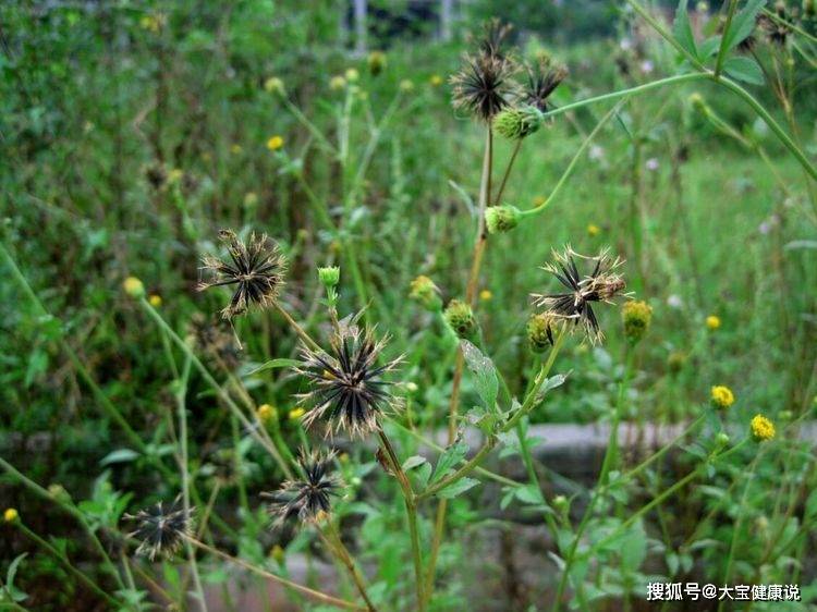 农村烂地的"鬼针草,是治疗高血压的神草,抗癌,你认识吗?