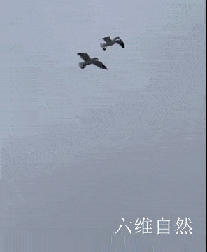 原创御鸥飞行!一只海鸥懒得飞行,踩在同伴身上