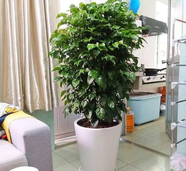 5种富贵花,客厅养一盆,吉祥如意档次高,人人夸你眼光好