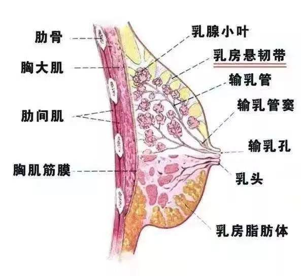 【秘密一】胸部的结构关于乳房也有她的小秘密,想要丰胸,保养的小伙们