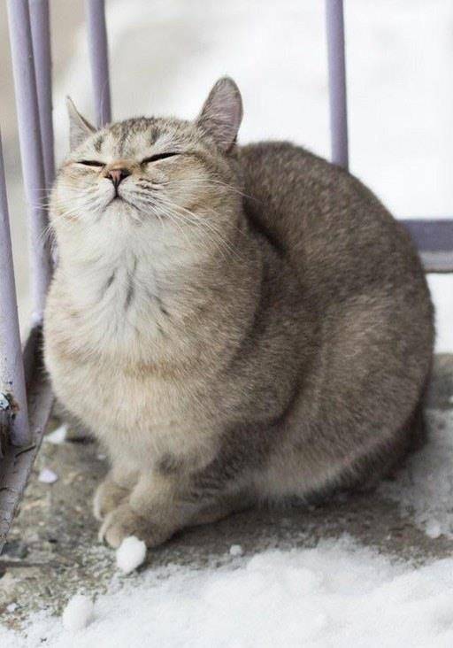 25只见证猫咪可以胖到像龙猫一样的大胖猫代表
