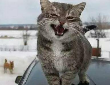 呆萌猫狗表情包,不来别后悔哦!