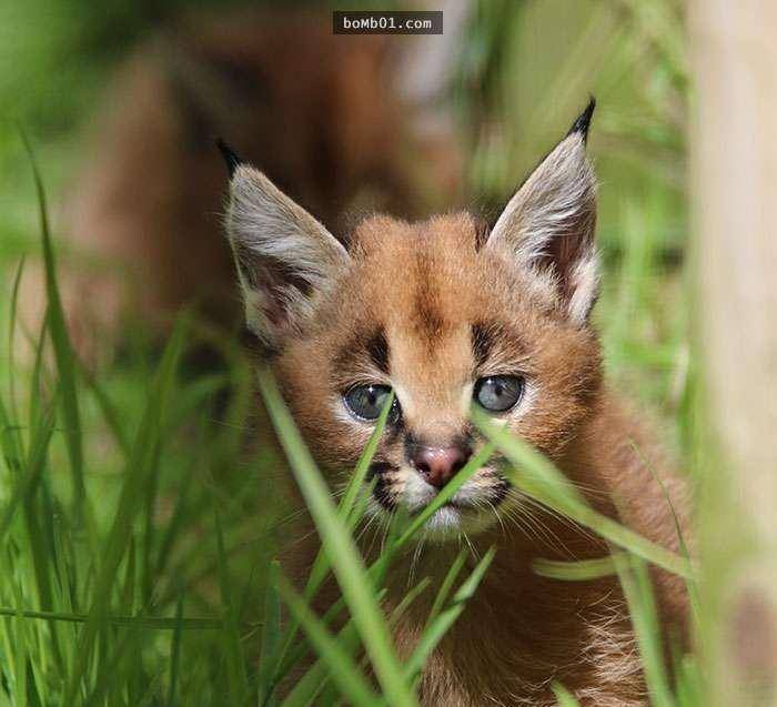 看看这种生物,你能不承认它们是,史上最萌的猫科动物吗?