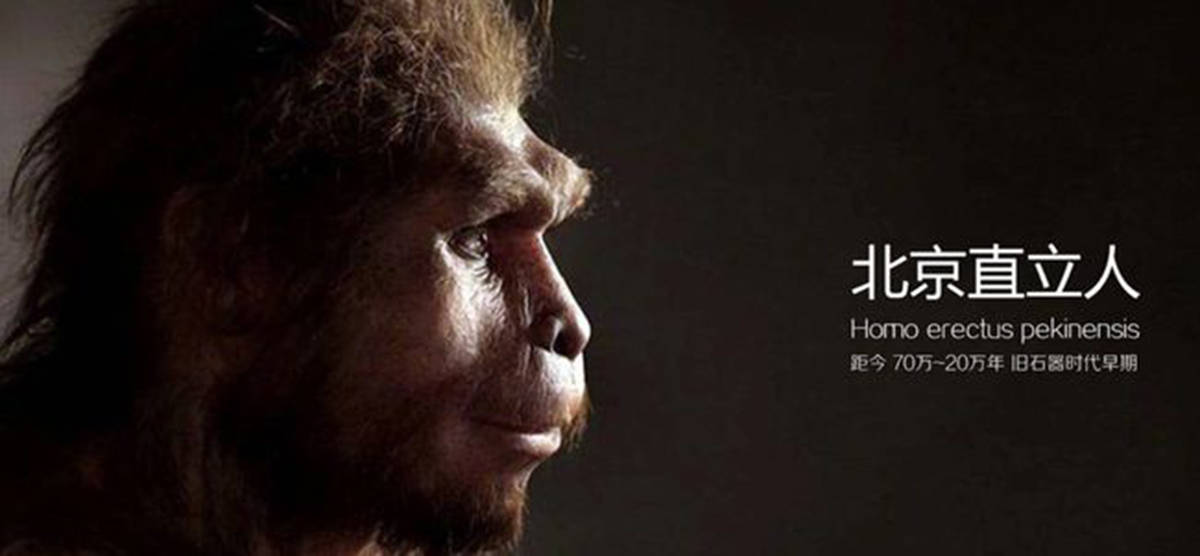 50万年前的秘密,北京猿人没混到食物链顶,却成了蚕食同类的恶魔