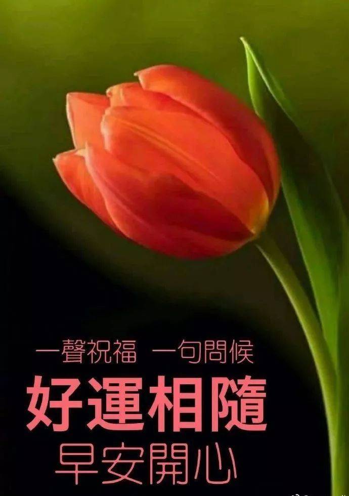 原创8张最美春日鲜花早上好图片带字带祝福语特别漂亮的早安免打字