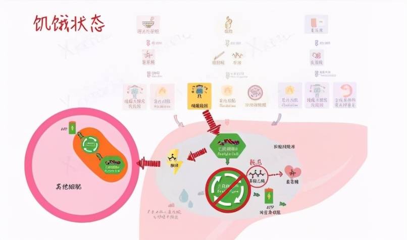 wildfieldhealth |身体饥饿首先会吞噬肌肉还是脂肪?