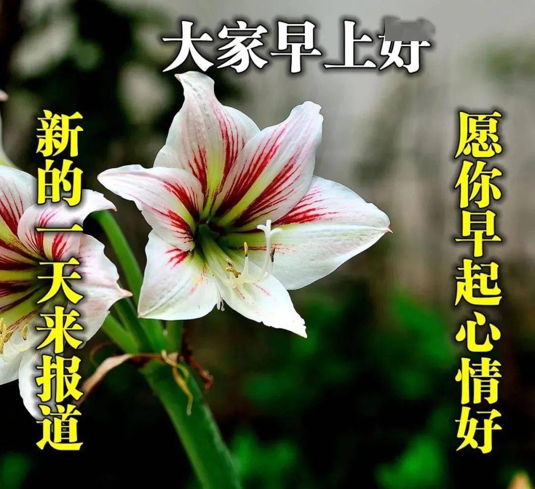 原创8张最美春日鲜花早上好图片带字带祝福语特别漂亮的早安免打字