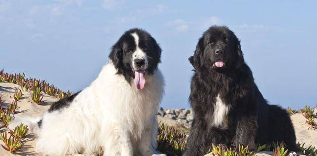 超大型犬当中的憨厚犬种,来自纽芬兰的纽芬兰犬,它们是怎样的狗